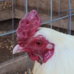 Profile picture of LEEduardo