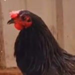 Profile picture of Shaun197601