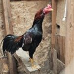 Profile picture of Devin