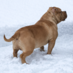 Profile picture of ROYALSTARBULLIES