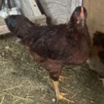 Profile picture of Whitetender82