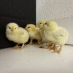 Profile picture of Dora