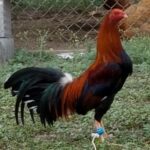 Profile picture of Nate