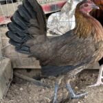 Profile picture of Blakephill25