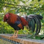 Profile picture of FCFC