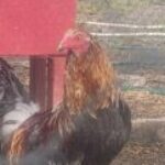 Profile picture of Josh