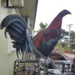 Profile picture of Ethan-John Camaddu