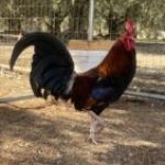 Profile picture of MorrisGameFarms