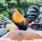 Profile picture of cody hartfield