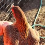 Profile picture of Epperson36