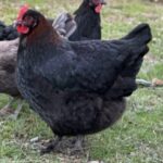 Profile picture of Melissah