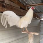 Profile picture of OmarRodriguez