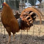 Profile picture of Dane Mullis