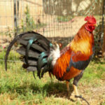 Profile picture of JorgeHinojosa