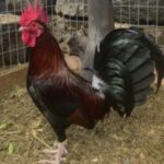 Profile picture of NAKA