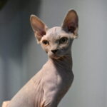 Profile picture of schopner92