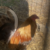 Profile picture of Lambert